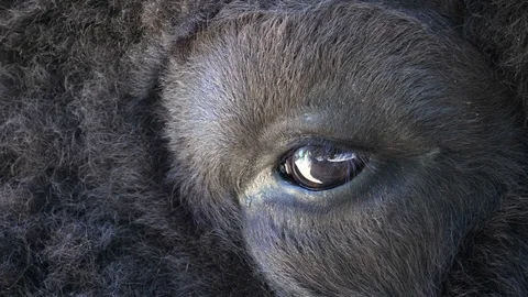 Close Up Of Bison Eye Stock Footage 113375993