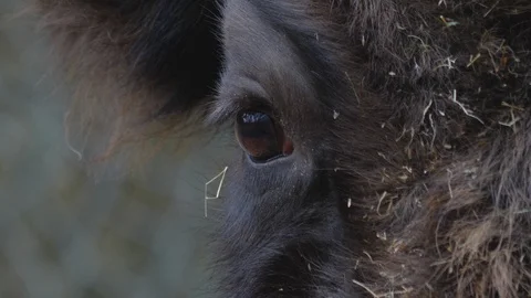 Close up of bison eye. Stock Footage 123136643