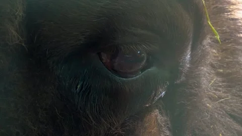 Close up of Bison eye Stock Footage 249748145