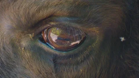 Close up Bison eye looking around Stock Footage 243349900