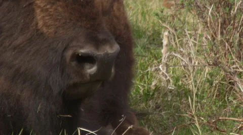 Close on bison face chewing its cud Stock Footage 62758808