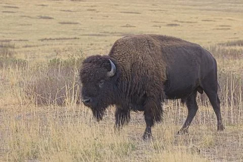 Close up of bison in a field. Stock Photos