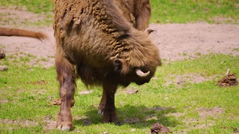 Close up of Bison Stock Footage 242121848