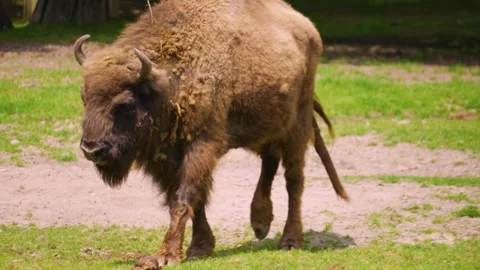 Close up of Bison Stock Footage 242143717
