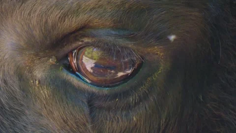 Close up bison Stock Footage 243254325