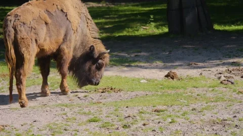 Close up of Bison Stock Footage 243383693