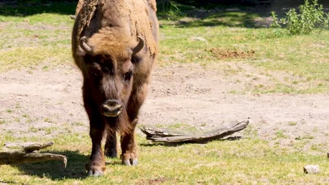 Close up of Bison Stock Footage 263617110