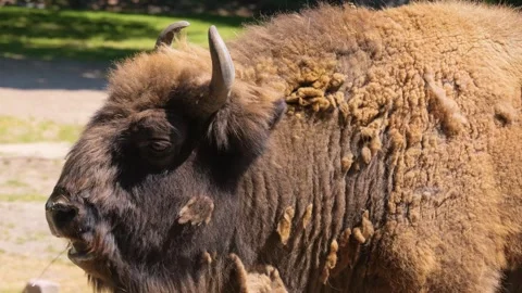 Close up of Bison Stock Footage 263617224