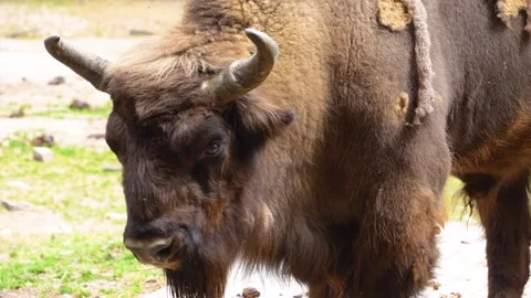 Close up of Bison Stock Footage 277224032
