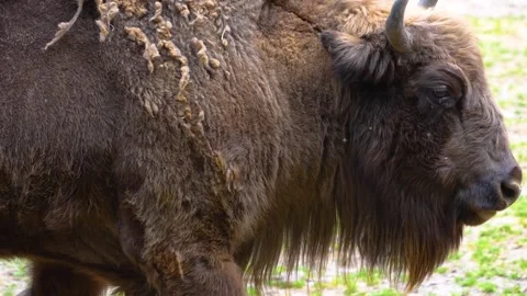 Close up Bison Stock Footage 277532113