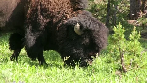 Close up Bison Grazing 스톡 동영상 79535927