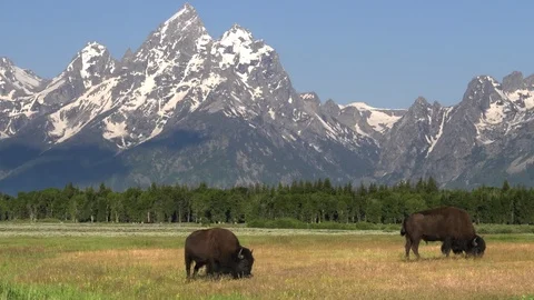 Close up of bison grazing in front of grand teton on a summer morning Vidéo 93728905