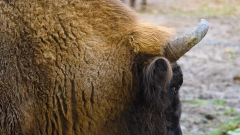 Close up of Bison head Stock Footage 122154088