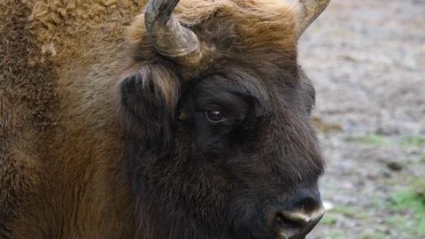 Close up of Bison head Stock Footage 122154171