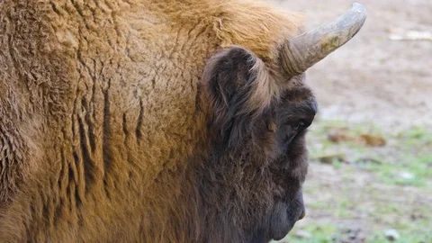 Close up of Bison head Stock-Footage 122154306