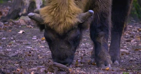 Close up of Bison head Stock Footage 134916388