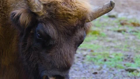 Close up of bison head  Stock Footage 153800430