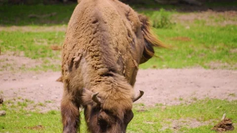 Close up of Bison head Stock Footage 242139407