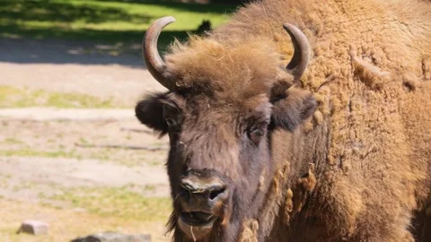 Close up of Bison head  Stock Footage 263654723