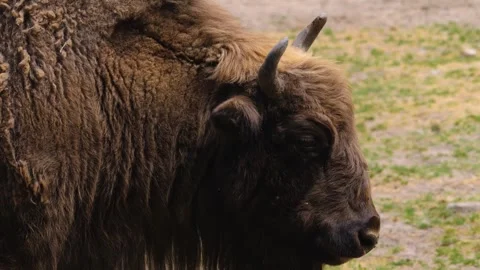 Close up of Bison head Stock Footage 277240680