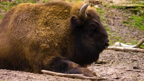 Close up of bison laying down Stock Footage 145978662