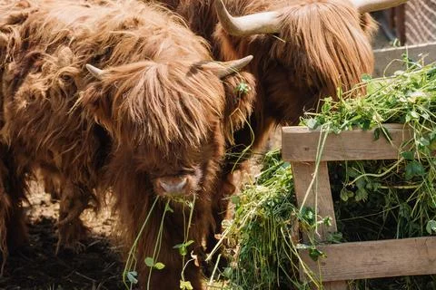 Close-up of bison muzzles. Two bison are chewing fresh grass Stock Photos