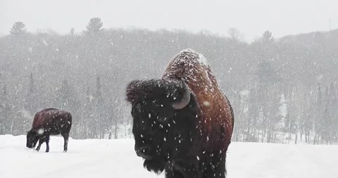 Close-up of a bison, near an auto, in winter during a heavy snowfall 動画素材 236299791