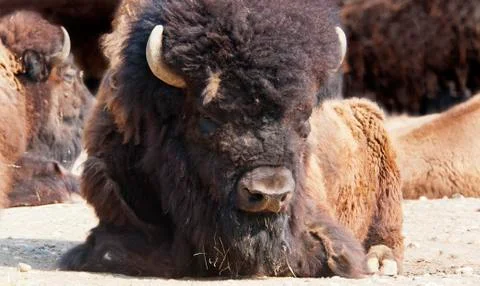 Close-up of Bison Stock Photos