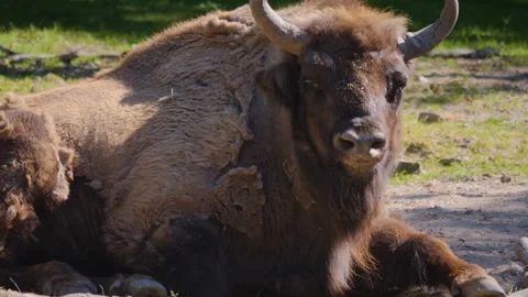 Close up Bison relaxing Stock Footage 243349873