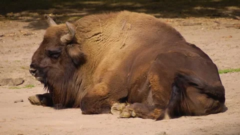 Close up bison relaxing  Stock Footage 252100355