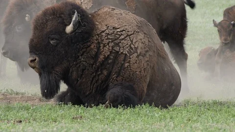 Close Up of Bison Sitting in Dirt Patch in Field 스톡 동영상 94034304