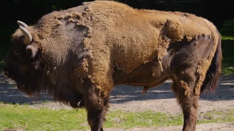 Close up Bison turning his head away Stock Footage 243350298