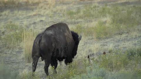 Close up of bison walking Vídeo Stock 138968070