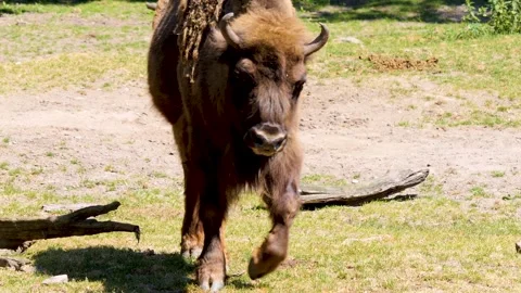 Close up bison walking Stock Footage 263642553