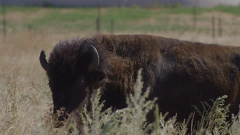 Close Up of Bison Walking Through Tall Grass in Windy Enclosed Field Vídeos de archivo 332435290