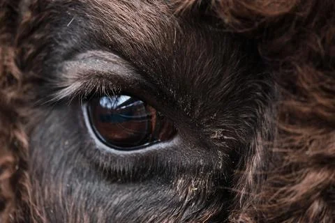 Close-up of bison's eye. Wild bison (Bison bonasus) in Prioksko-Terrasny natu Stock Photos