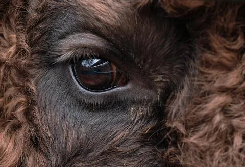 Close-up of bison's eye. Wild bison (Bison bonasus) in Prioksko-Terrasny natu Stock Photos