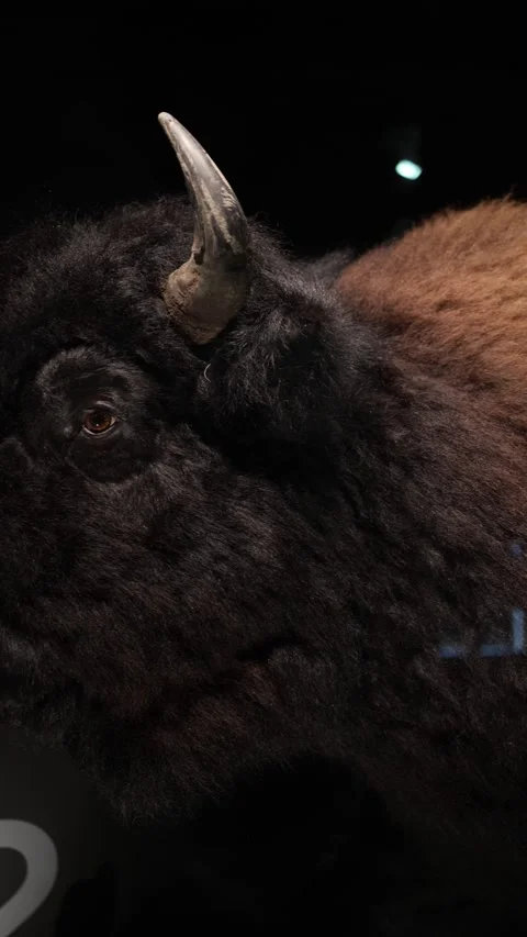 Close-up of a bison’s face with detailed focus on its eye and horn, showcasing t Stock Footage 289638048