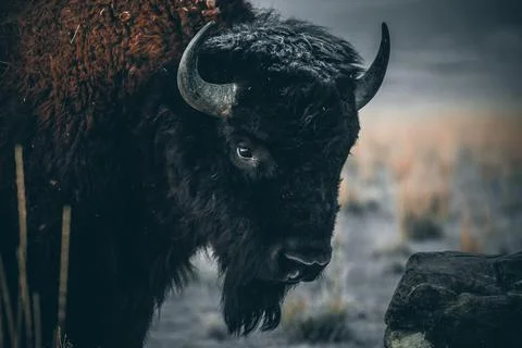 Close-up of a bison's face with textured fur and curved horn Stock Photos