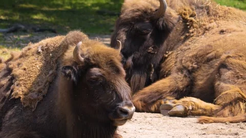 Close up of Bisons relaxing Stock Footage 260417766