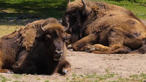 Close up of Bisons resting Stock Footage 260389997