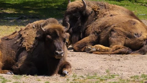 Close up of Bisons resting Stock Footage 260399301