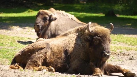 Close up of Bisons resting  Stock Footage 262873443
