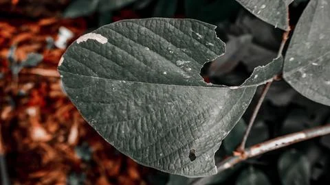 Close-Up of a Bitten Green Leaf Fotos Stock