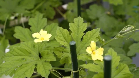 Close-up bitter gourd (bitter melon) fresh green Leaves and flowers Stock Footage 139342283