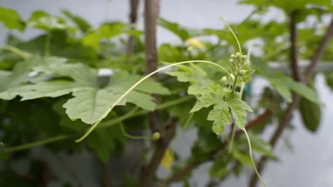 Close-up bitter gourd (bitter melon) fresh green Leaves Stock Footage 139342306