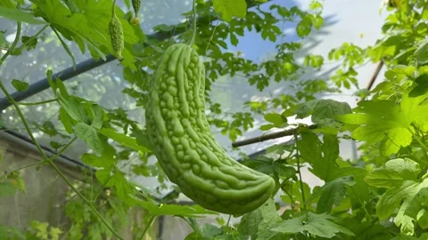 Close-Up of Bitter Melon Growing on Vine in Greenhouse with Sunlight, 4K Stock Footage 315339209