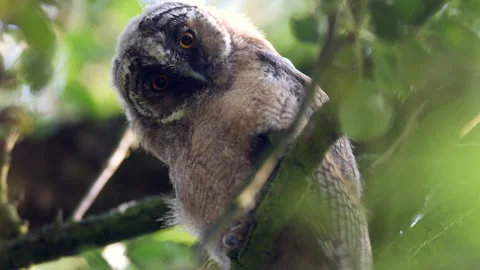 Close up of bizarre chick of long eared owl (Asio otus) gazing by big eyes. Stock Footage 245180807