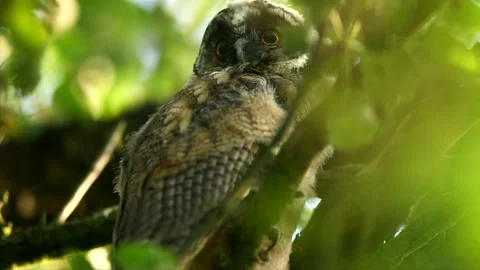 Close up of bizarre chick of long eared owl (Asio otus) gazing by big eyes. Stock Footage 245310797