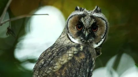 Close up of bizarre young long eared owl (Asio otus) staring around on branch. Stock Footage 244753202